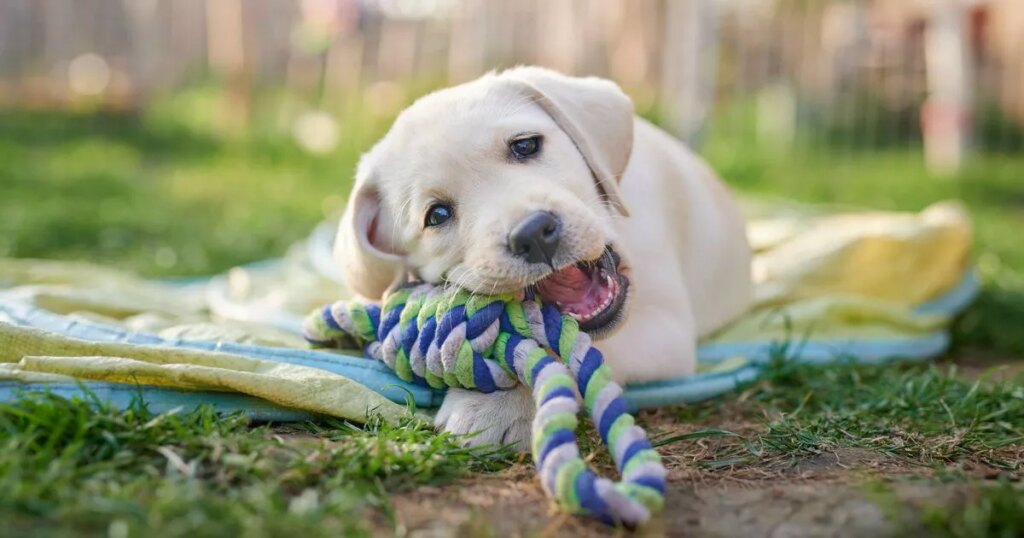 Dog trainer urges owners to enforce important rule ‘from day one’