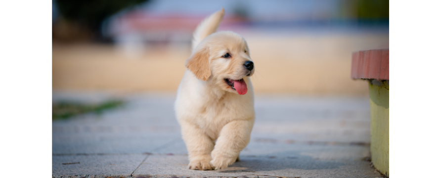 Guide dog puppies explore The Beatles Story Museum