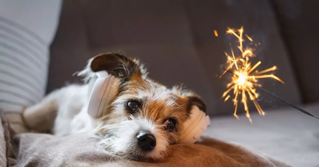 ‘Im a vet and this is how to keep your pets safe on Bonfire Night’
