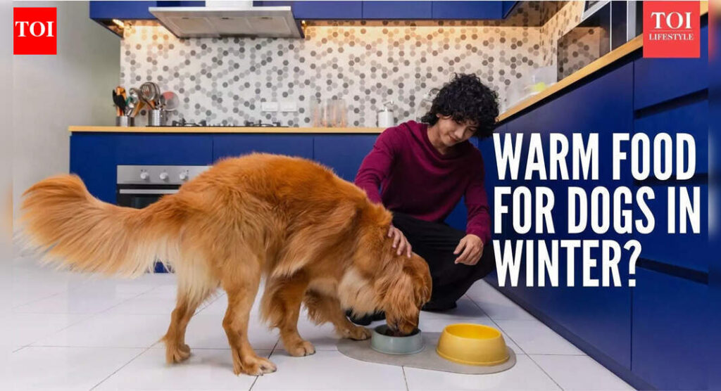 Is warm food better for your dog during cold weather?