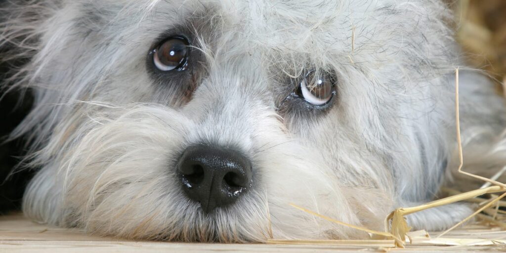 Meet the Rare Dog Breed With Only 300 Puppies Born a Year