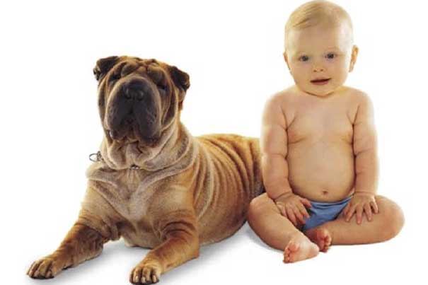 Mothers’ brains show similar responses to her baby and her dog — Harvard Gazette