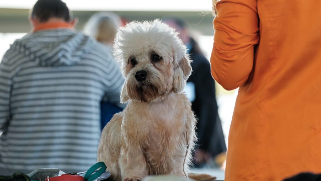 News About a Rare Breed – Interesting Facts About the Dandie Dinmont Terrier