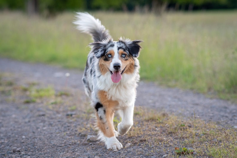 Should I Avoid Purebred Dogs in Rare Colors? Vet-Approved Facts & FAQ – Dogster