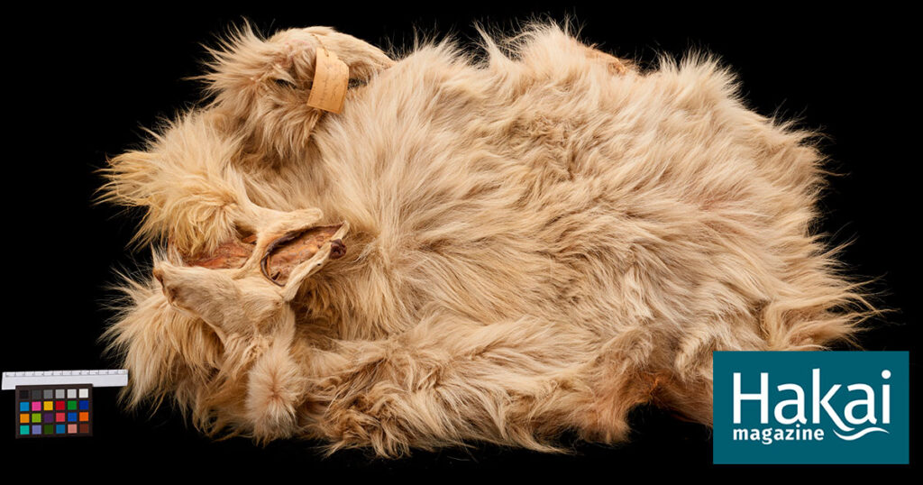 The Story of the Indigenous Wool Dog Told Through Oral Histories and DNA