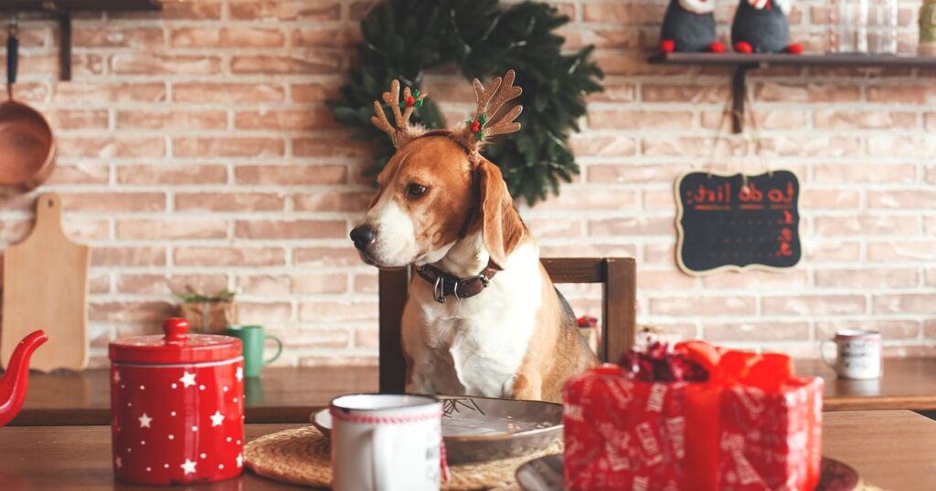 Vet issues Christmas warning to pet owners who share festive food with their dogs