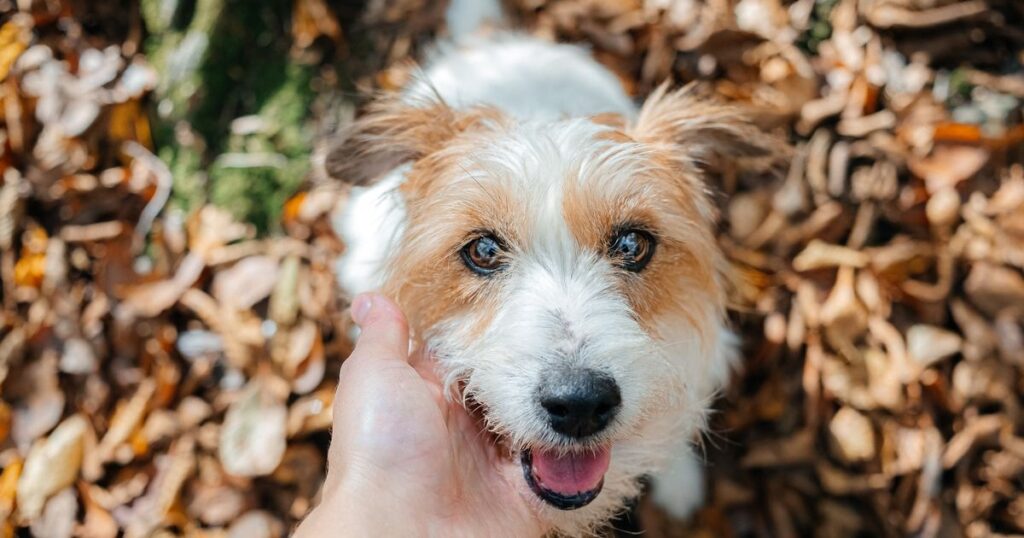 Warning as dog owners told ‘call a vet’ if you spot five symptoms this winter