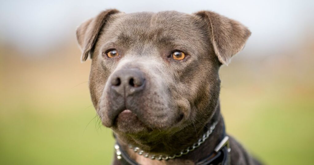 Woman nurses injured foster dog back to health and gets ‘touching’ gift from strangers