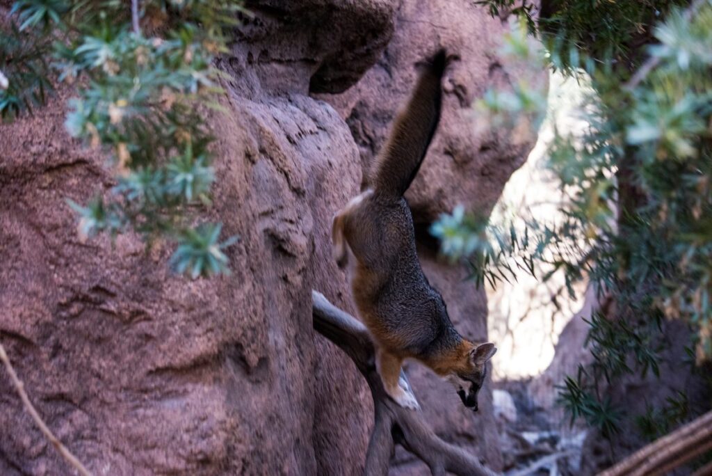 5 weirdest dogs on the planet, including one that can climb a tree like a primate and another that looks like a cuddly bear