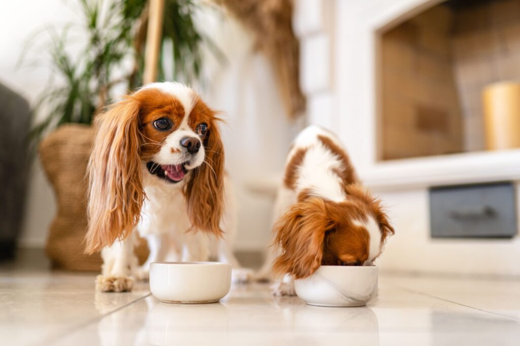 7 Best Dog Foods for Small Dogs in 2026, Recommended by Vets