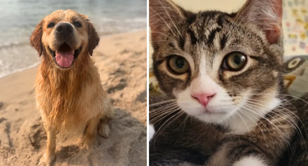 Australia’s most popular 2025 pet name is same for dogs and cats