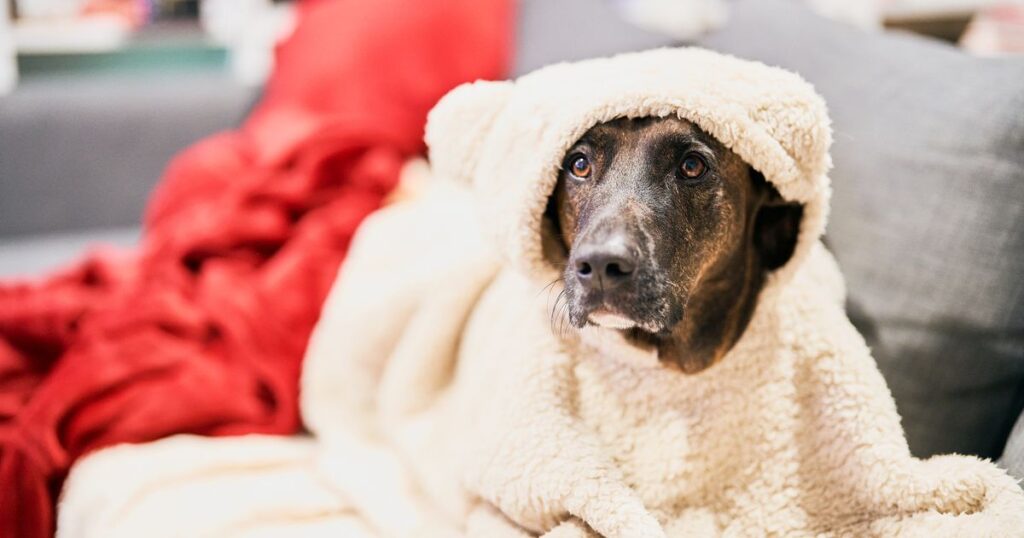 Cold weather alert as dog owners told exact temperature to keep their homes