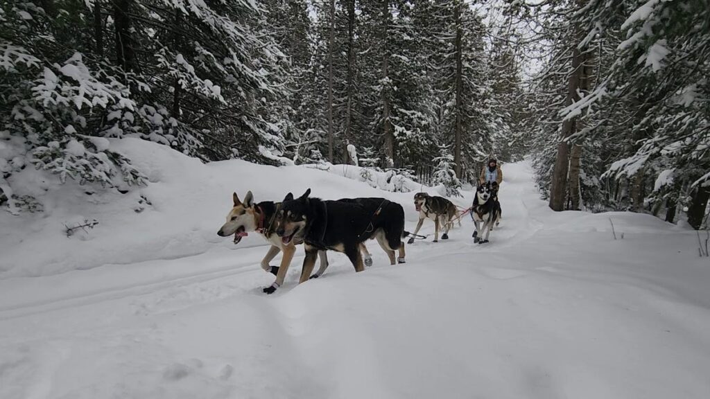 Mushers prep for 2026 Hiawatha Heritage Dog Sled Race in Engadine
