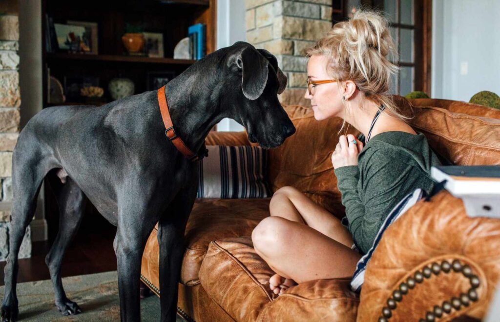 150 Names for Big Dogs from Classic to Clever