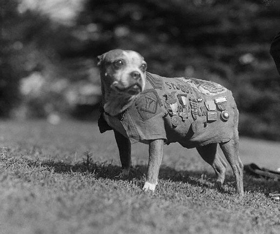 6 Heroic Dogs That Changed History