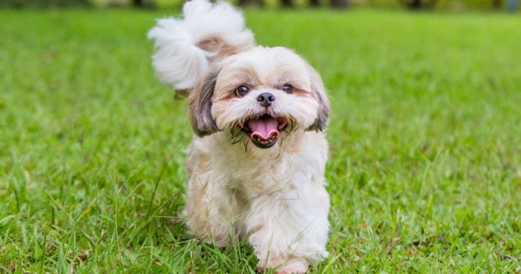 Best Small Dog Breeds for First-Time Owners