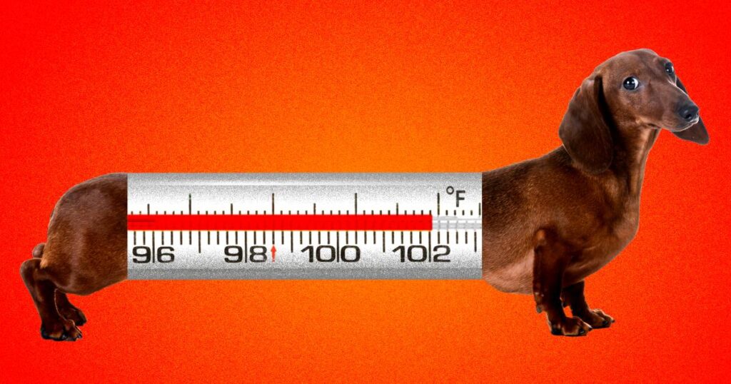 How to keep pets cool in the heat
