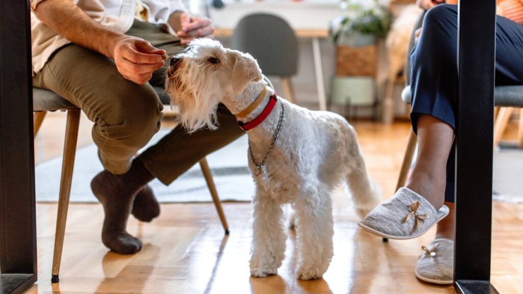 I’m a vet, here’s what I really think about pet owners (and their poor fat dogs)