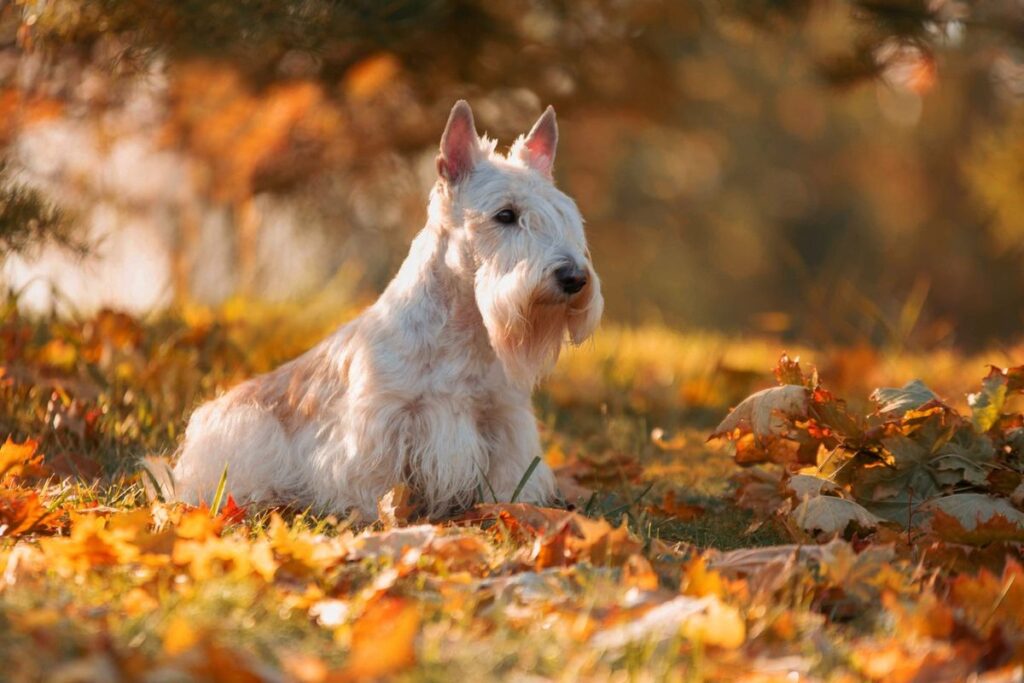 Is the Scottish terrier facing extinction? Puppy births for the iconic dog breed continue to plummet
