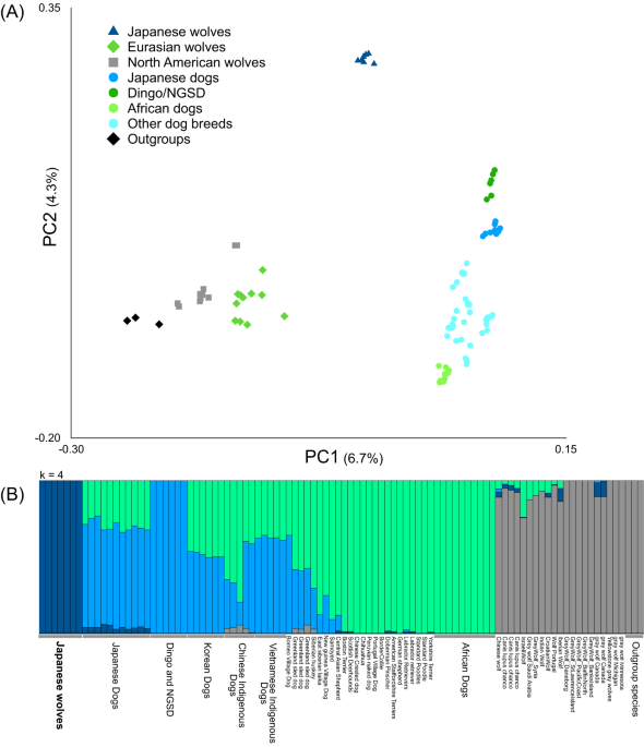 Japanese wolves are most closely related to dogs and share DNA with East Eurasian dogs