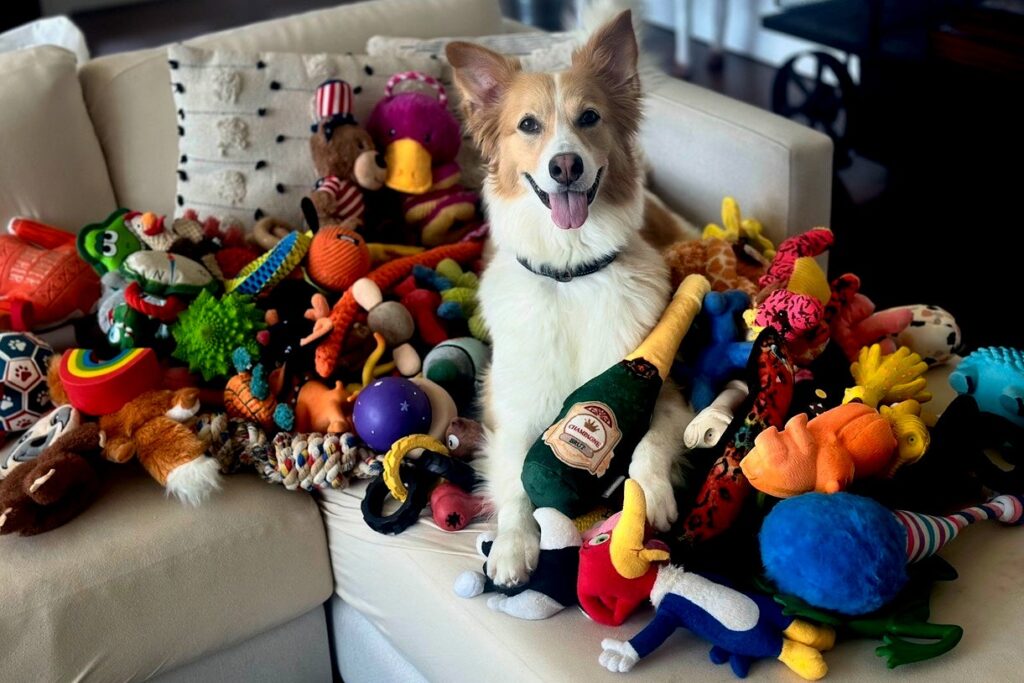 Pets take priority in lifestyle budgeting for owners – Indianapolis News | Indiana Weather | Indiana Traffic