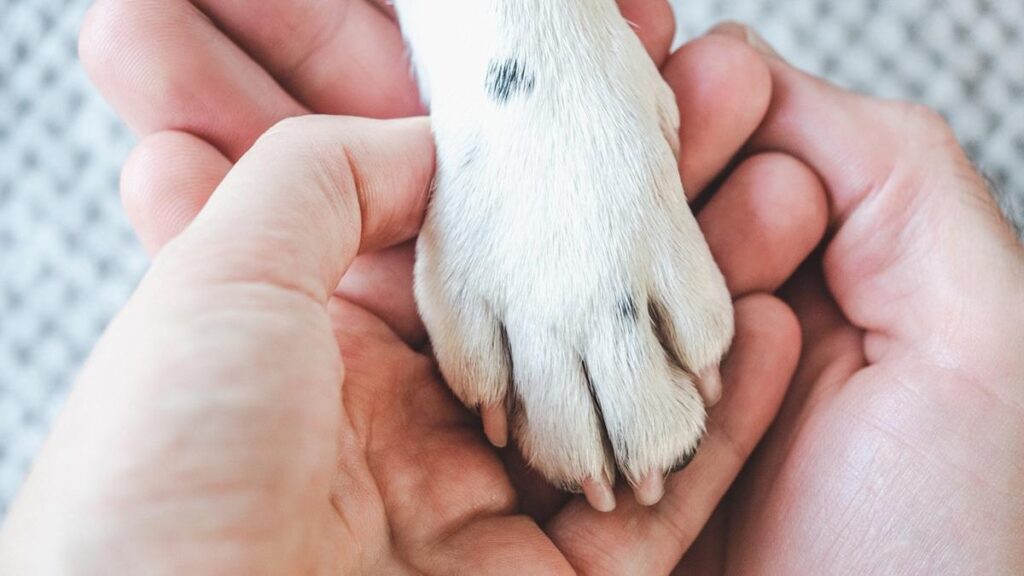 Rare Brand New Dog Breed Alert — Just 400 in America