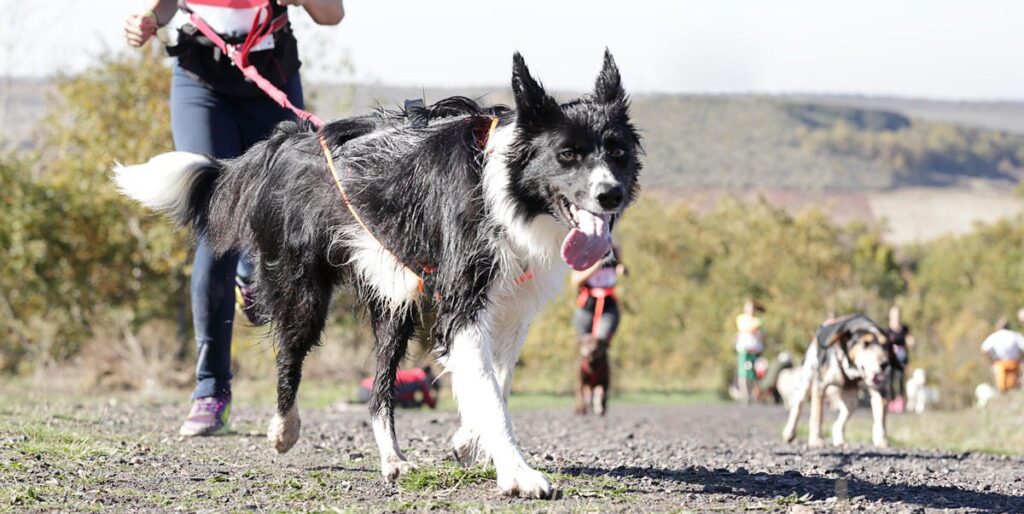 The 24 best dog breeds for runners – and how to run safely with your four-legged friend