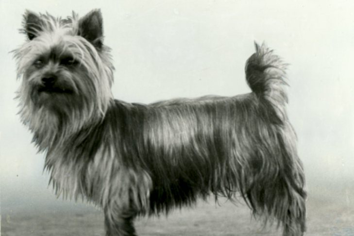 The Sweet & Feisty Australian Ratting Dog – American Kennel Club