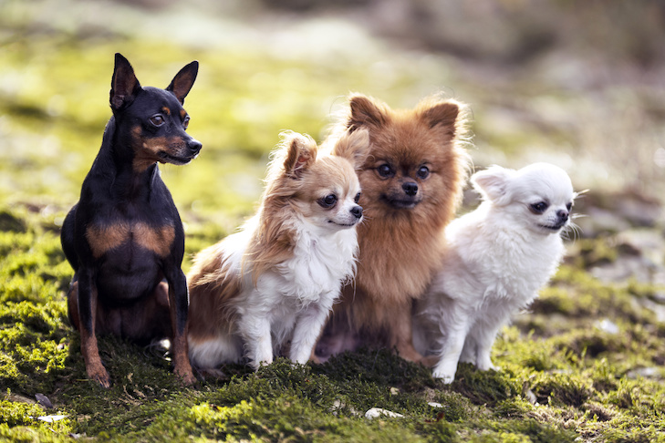 Why Small Dogs Behave Differently Than Large Dogs – American Kennel Club
