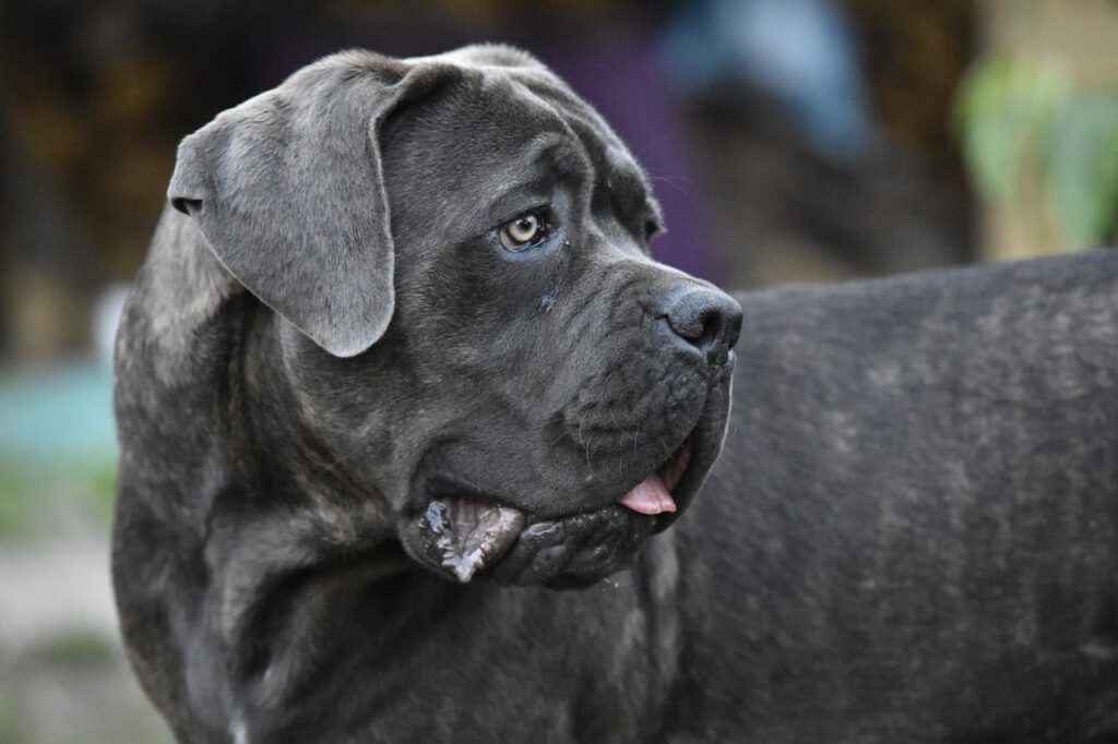 101 Female Cane Corso Names 2026: Bold, Beautiful, and Breed-Perfect