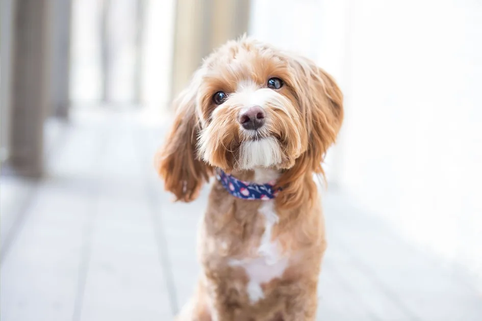 15 small dog breeds that could suit your lifestyle