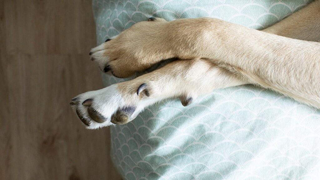 6 Rare Dog Breeds You’ll Want to Meet, According to Vet