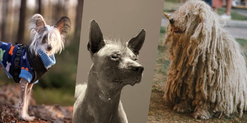8 Dog Breeds That’ll Make You Look Twice