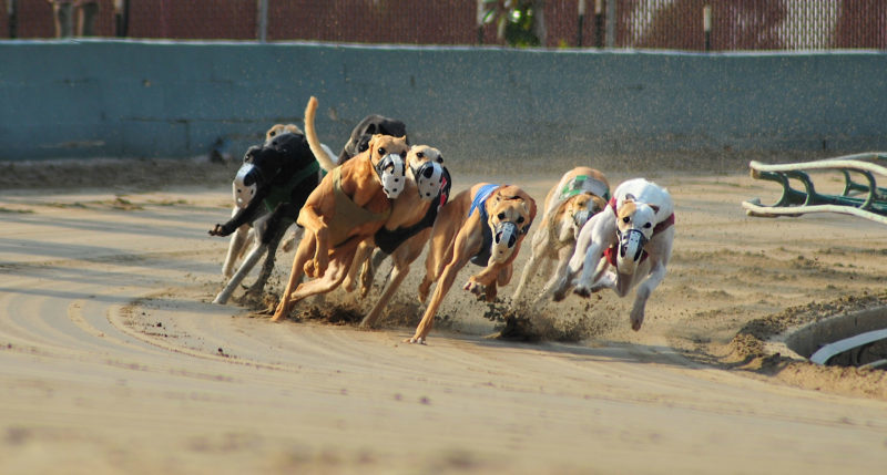 Ban on dog racing unconstitutional, federal lawsuit says