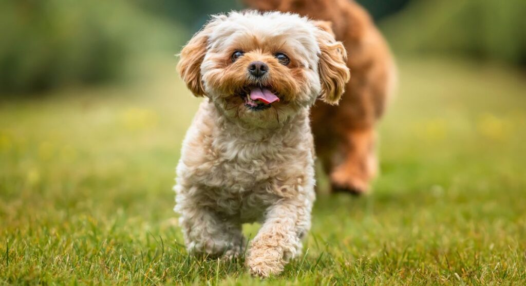 Cutest Mixed Breed Dogs That Will Steal Your Heart