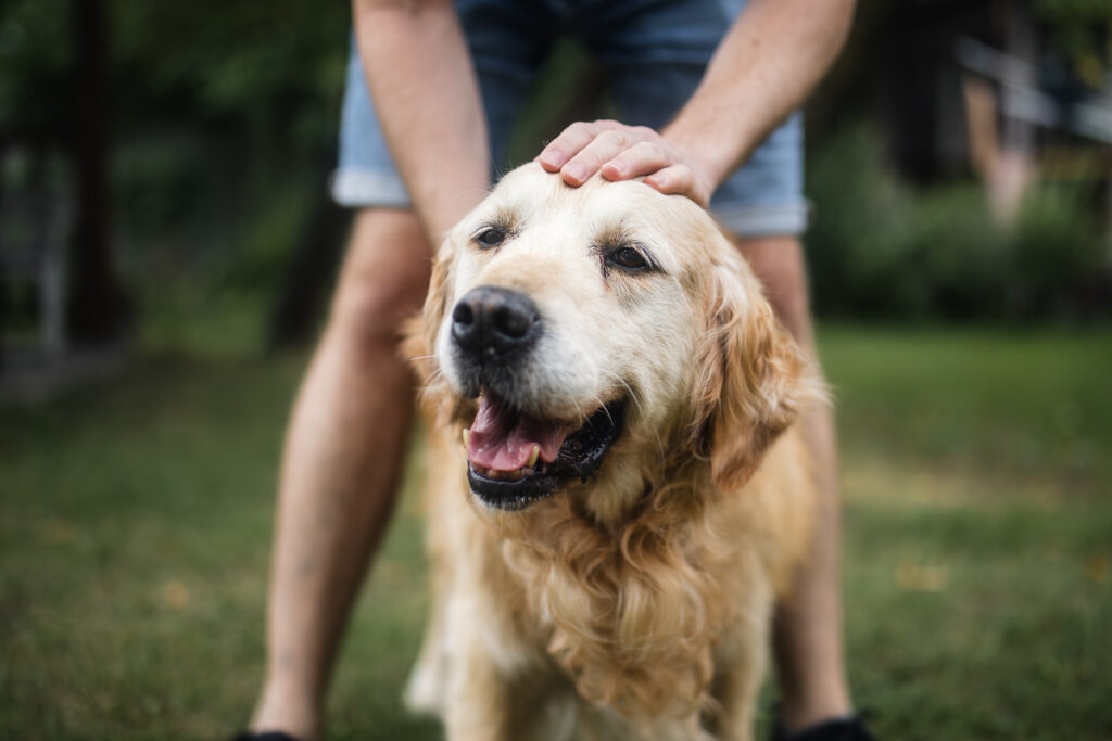 Dog Aging Project studies offer insight into how owners experience pet loss – Texas A&M Stories