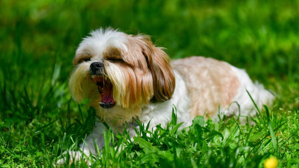 How to spot hayfever in your dog and keep them comfortable this spring?