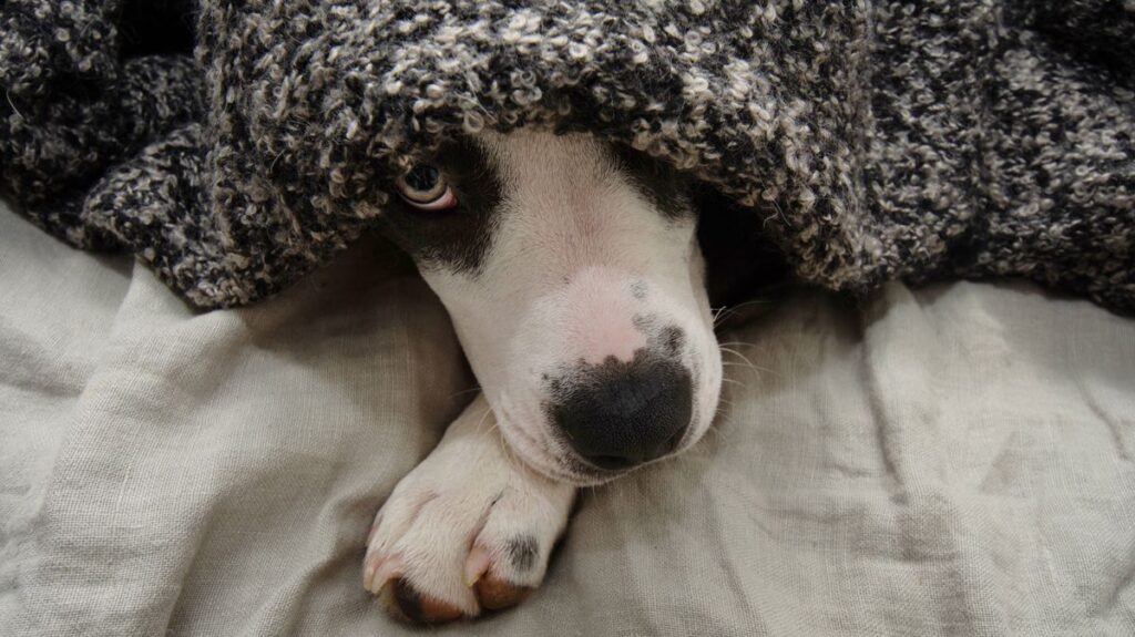 ‘I’m a vet and dog owners must stop doing anxiety-inducing act with their pets’