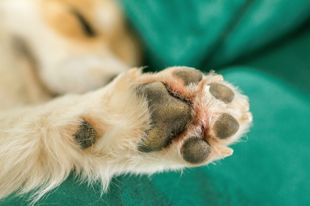 Rare Dog Breed Has Fewer Than 10,000 Pups Left Worldwide and They Look Like Fluffy Pandas