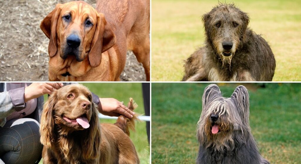 Rare Dog Breeds That May Not Be Around Much Longer