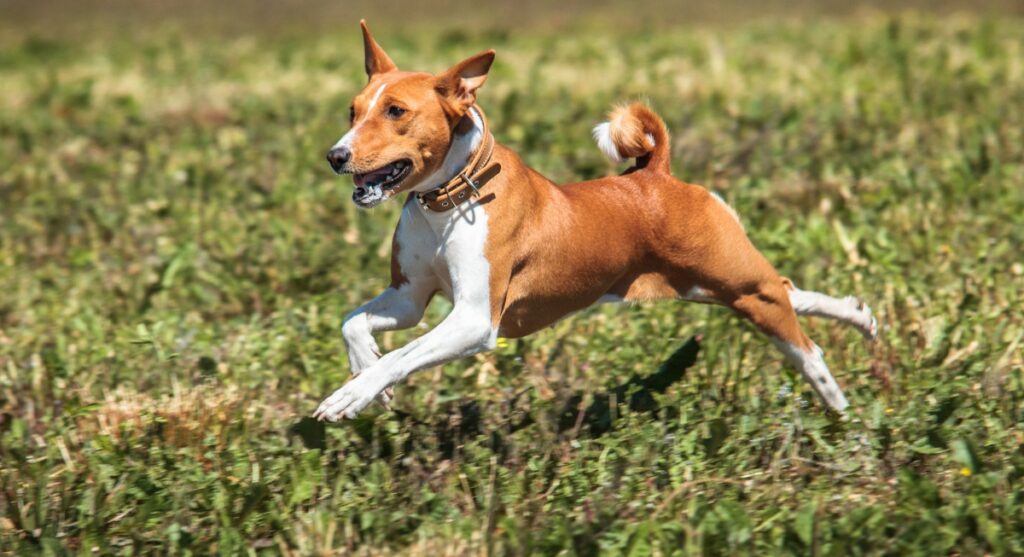 The Dog Breed Known for Its Unique “Scream” Instead of a Bark