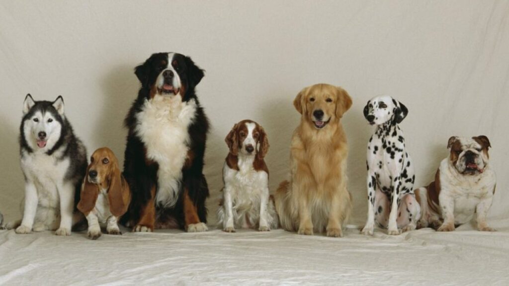 The ultimate guide to raising a happy, healthy dog, according to the experts