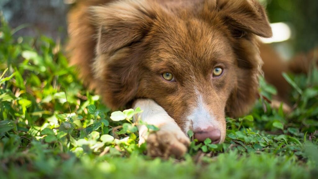 These 6 Green-Eyed Dogs Are Rare & Seriously Cute, Say Vets