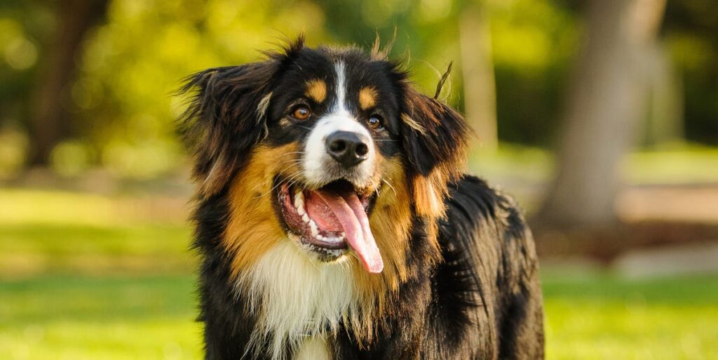 Top 40 largest dog breeds with photos