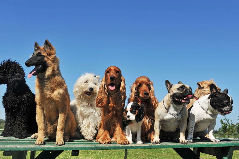 50 dog breeds and their history that you need to know about