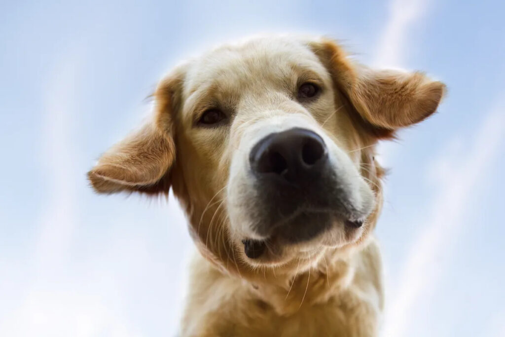 9 popular dog breeds and their unique traits