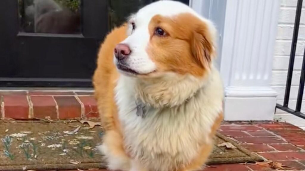 ‘Creamsicle’ Rescue Dog’s Unique Appearance Leaves Everyone Guessing Her Breed