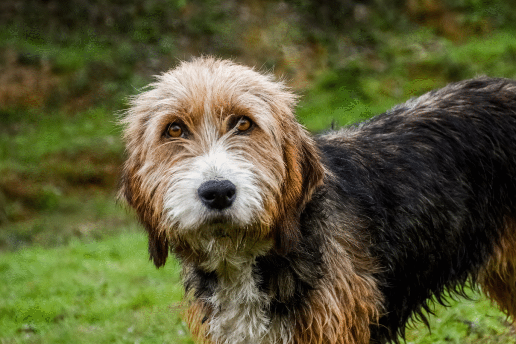 One of the World’s Rarest Dog Breeds Looks Just Like a Wise Old Fisherman