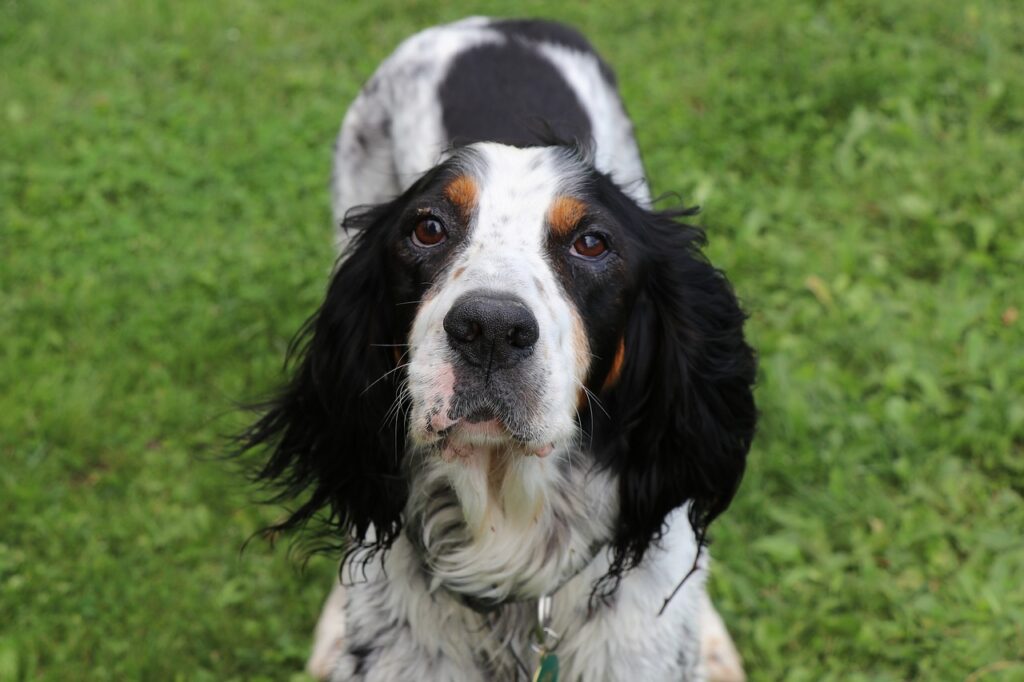 Piebald Dog Breeds 2026: The Genetics, the Patterns, and 9 Striking Examples