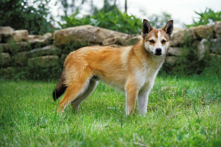 The Rarest Dog Breeds in the United States in 2025
